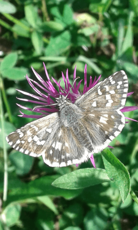 Hesperiidae : Pyrgus sp. da ID